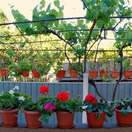 Gasthuis Casuta Lui Ion